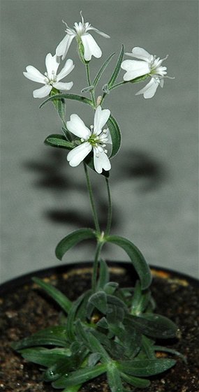 Silene stenophylla
